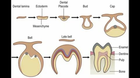 Floors have teeth