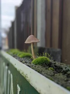 Растения и грибы растут всю жизнь