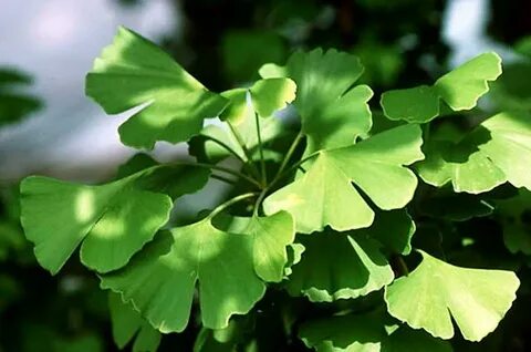 Ginko египетский