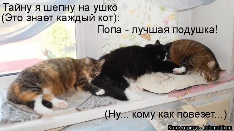 это знает каждый кот. это знает каждый кот. это знает каждый кот. кошка пакость. смешные высказывания про тапки.