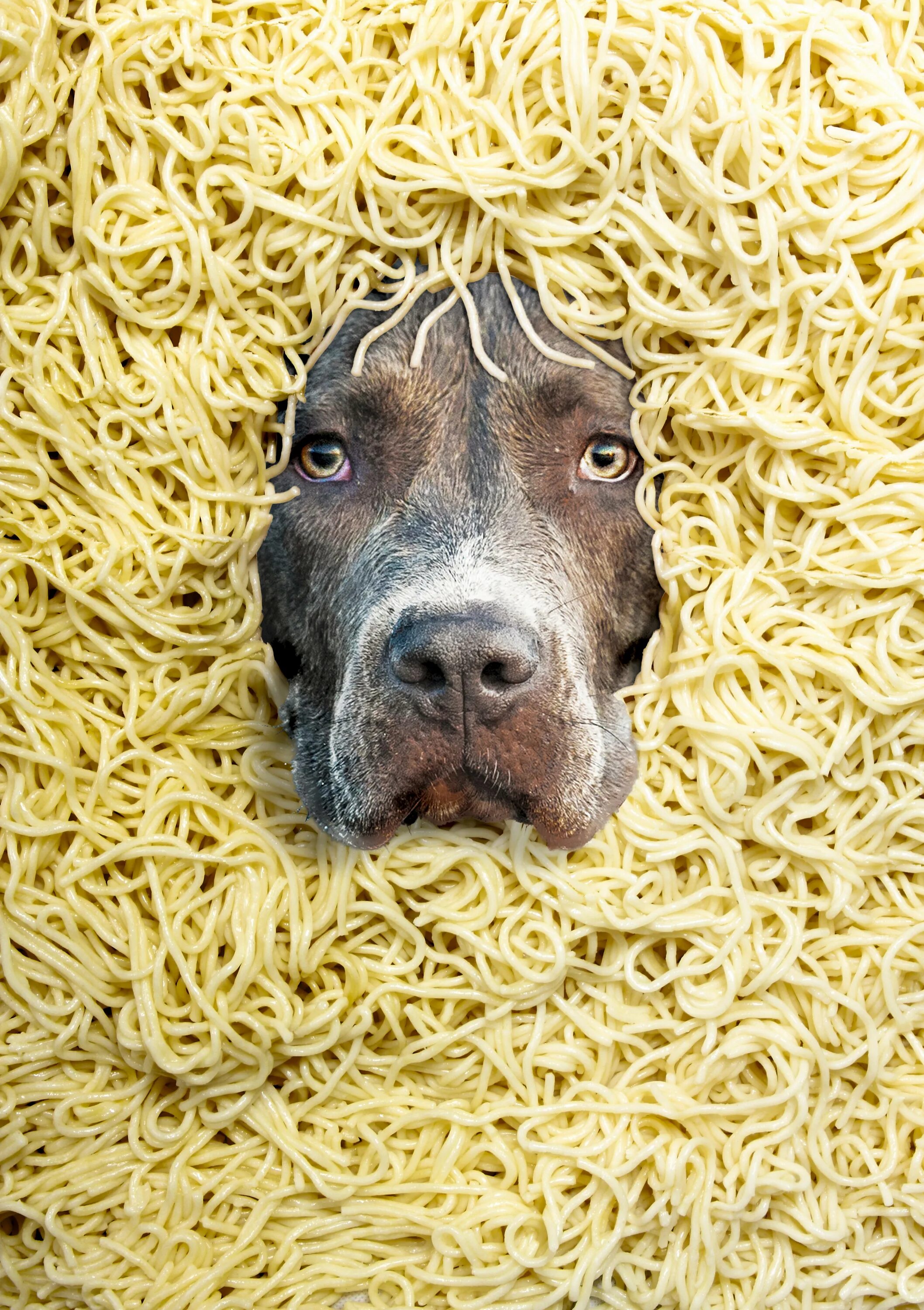 Мем borzoi собака лапша. Собачки со спагетти. Салюки короткошерстная. Собака с большим носом порода. Собака лапша.