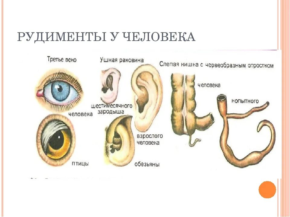 3 примеры рудиментов. Рудименты человеческого тела. Атавизмы и рудименты человека. Рудимент в скелете человека.