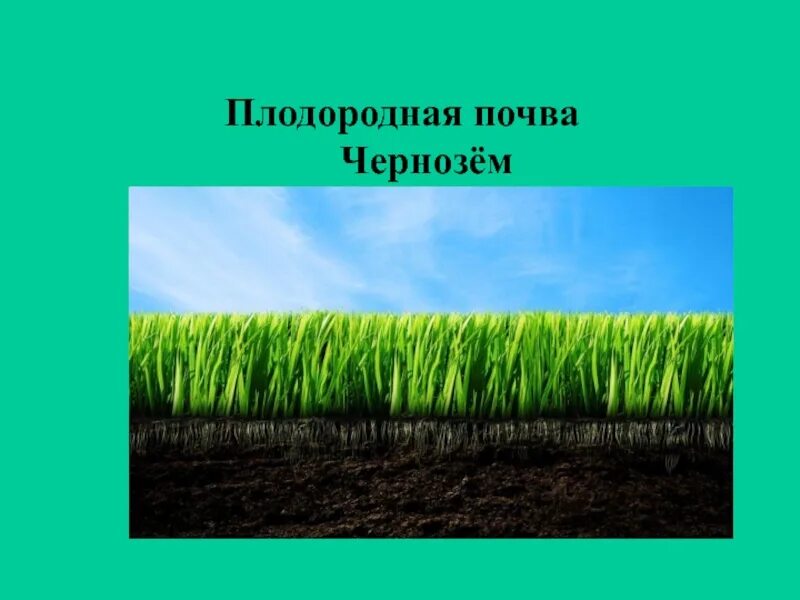 Плодородие почвы. Черноземные почвы богатство Кубани. Плодородие черноземных почв. Плодородие почвы чернозем.