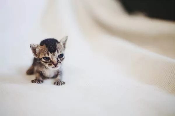 Memebon, the Cutest Japanese Baby Kitten Kittens cutest, Cutest kittens ever, Ba