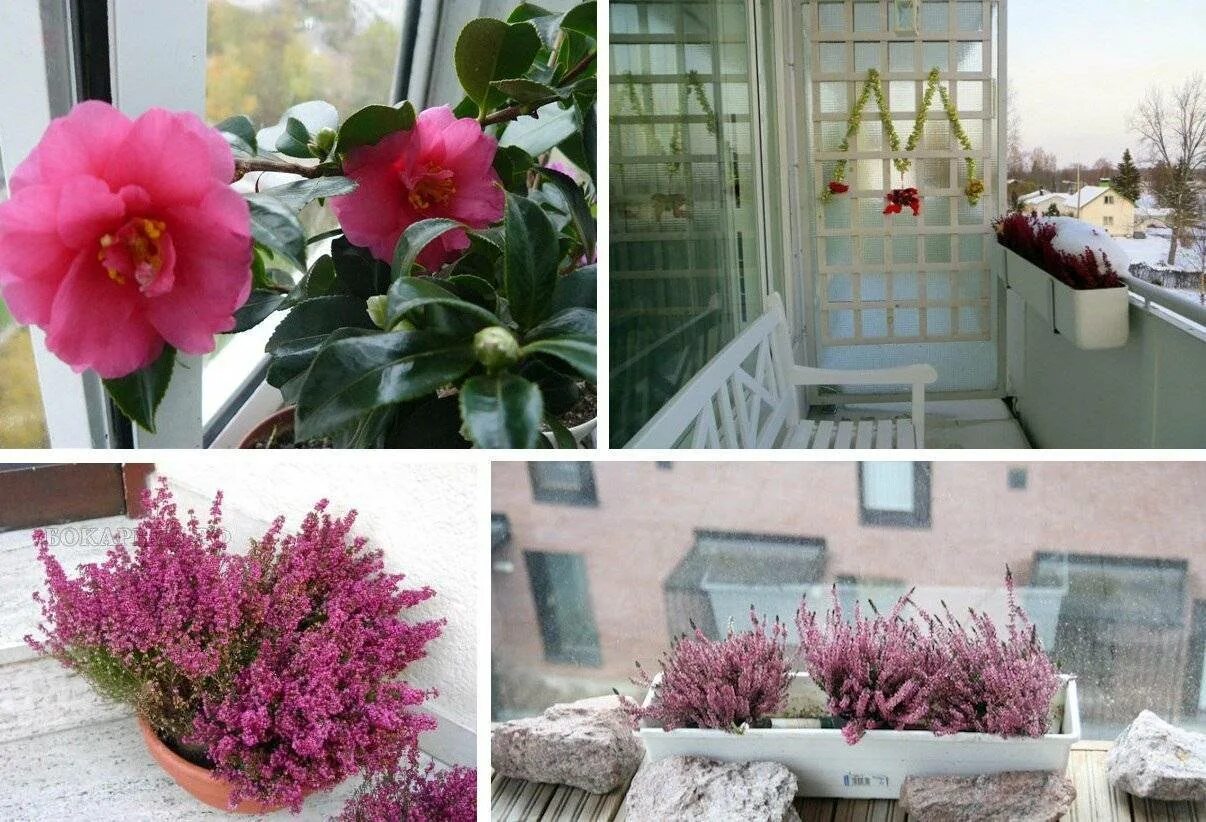 Можно ли пионы выращивать в горшках. Цветы на балконе. Растения которые растут на балконе. Комнатные цветы на балконе. Комнатные растения на лоджии.