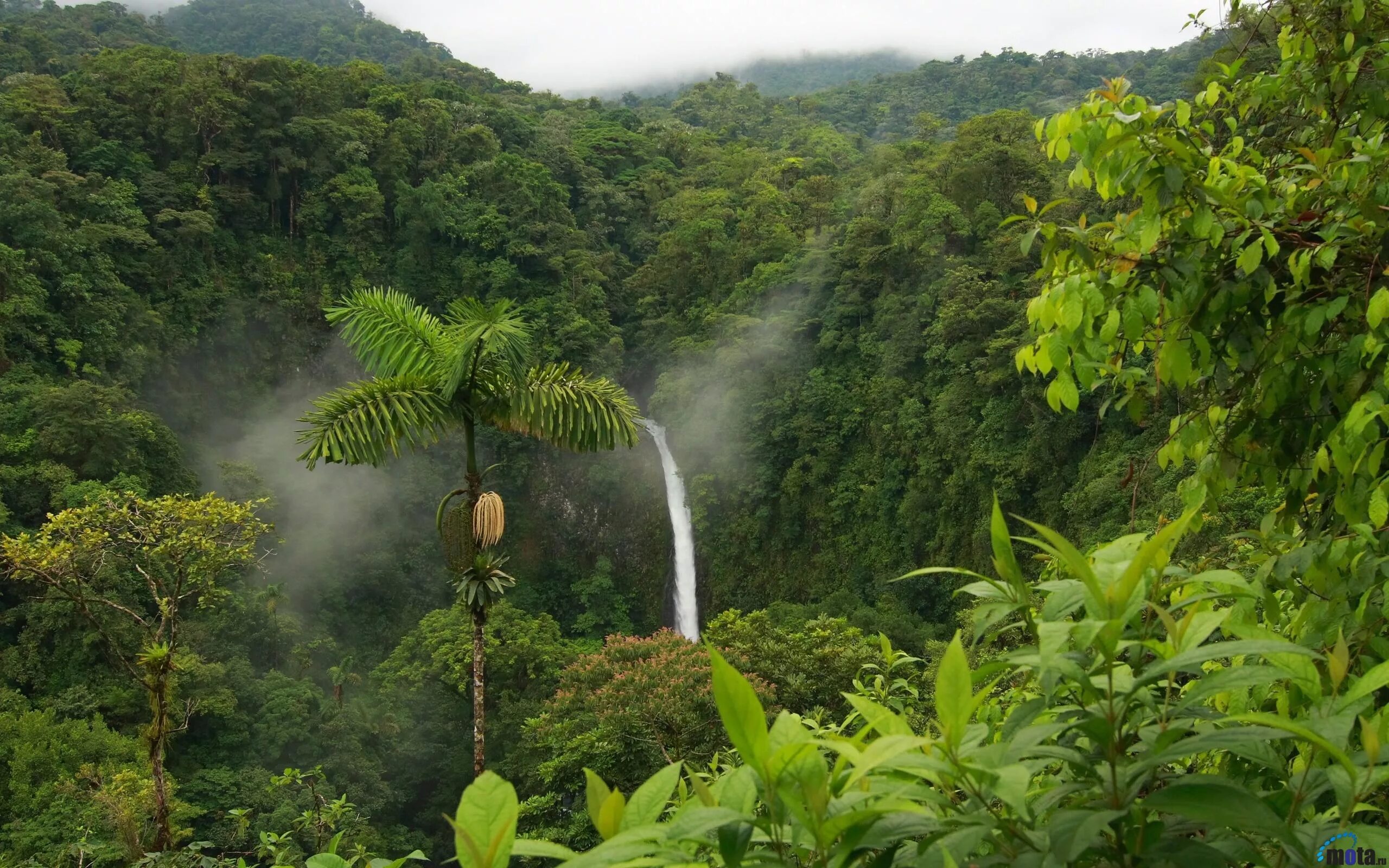 Тропические леса Ацинананы. Коста Рика джунгли. Бразилия тропические леса Сельва.