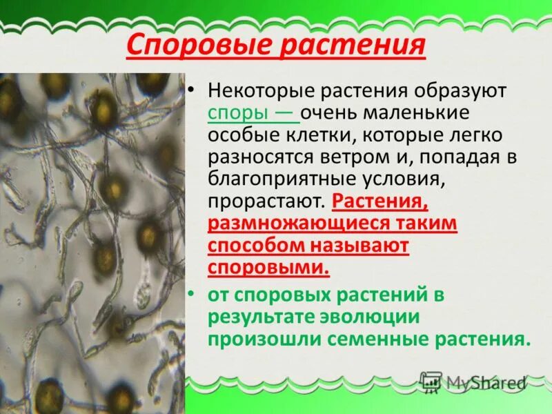 нефролепис с сорусами. споровые растения это в биологии. размножение растений спорами. строение споровых растений биология. споры высших растений.