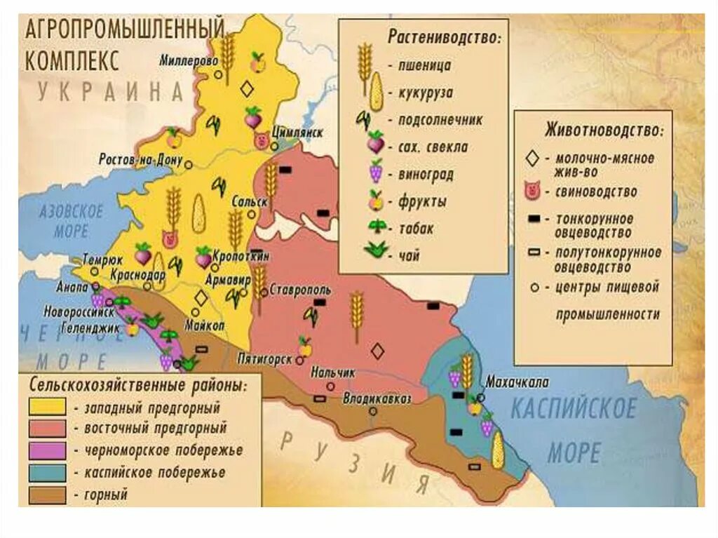 Северный кавказ специализируется на выращивании