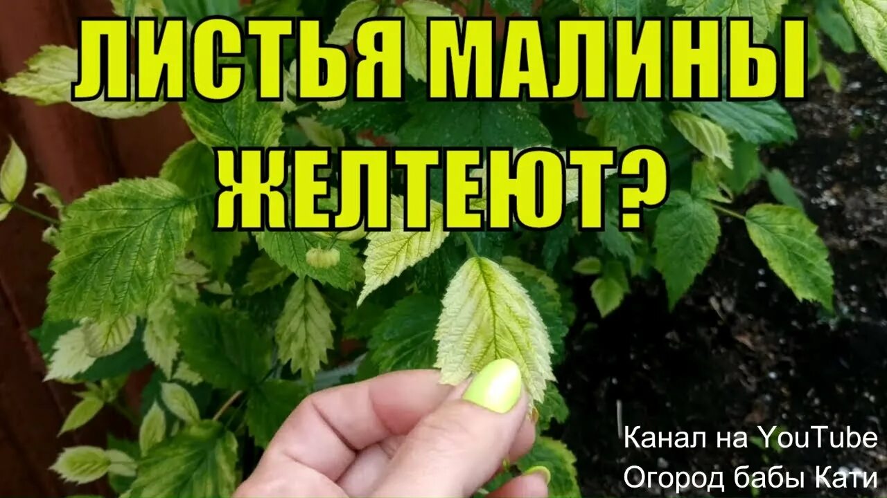 Листья малины что делать