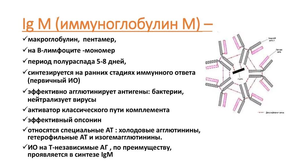 Концентрация иммуноглобулинов. Иммуноглобулин IGM функция. IGM строение иммуноглобулина. Иммуноглобулины антитела IGM. IGM антитела строение.