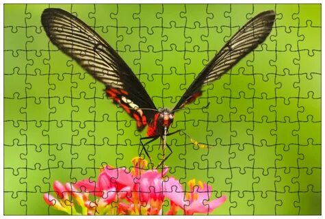 Papillon rising