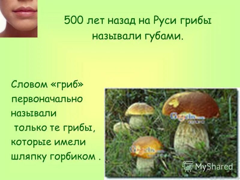 Слово гриб. Текст про грибы. Текст по грибы. Художественный текст про гриб.