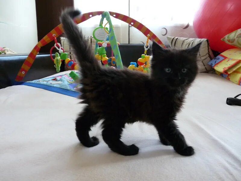 Котенок в 2 5 месяца. Котята мейн кун черные 1 месяц. черный котенок мейн кун 2 месяца. котенок мейн кун 1,5.