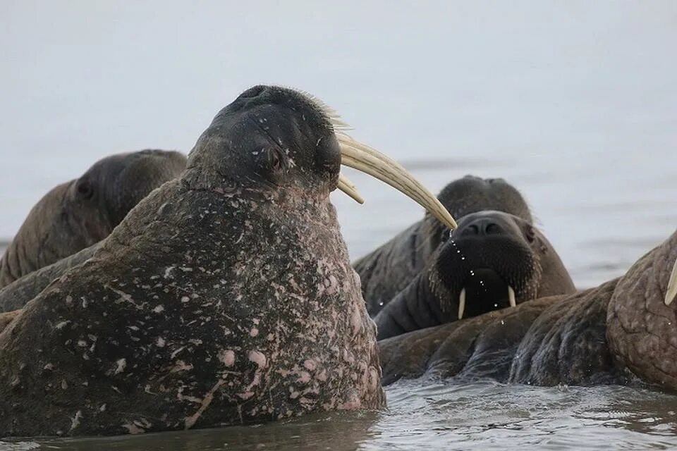 Вайгач морж кит. Морж Барон. Моржи в Северодвинске. Атлантический морж.