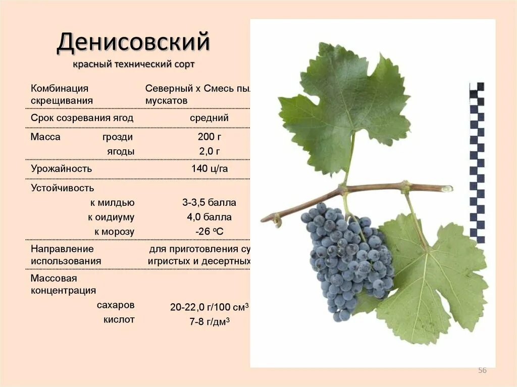 Саженцы винограда плодового Денисовский купить в Москве и Подмосковье в интернет