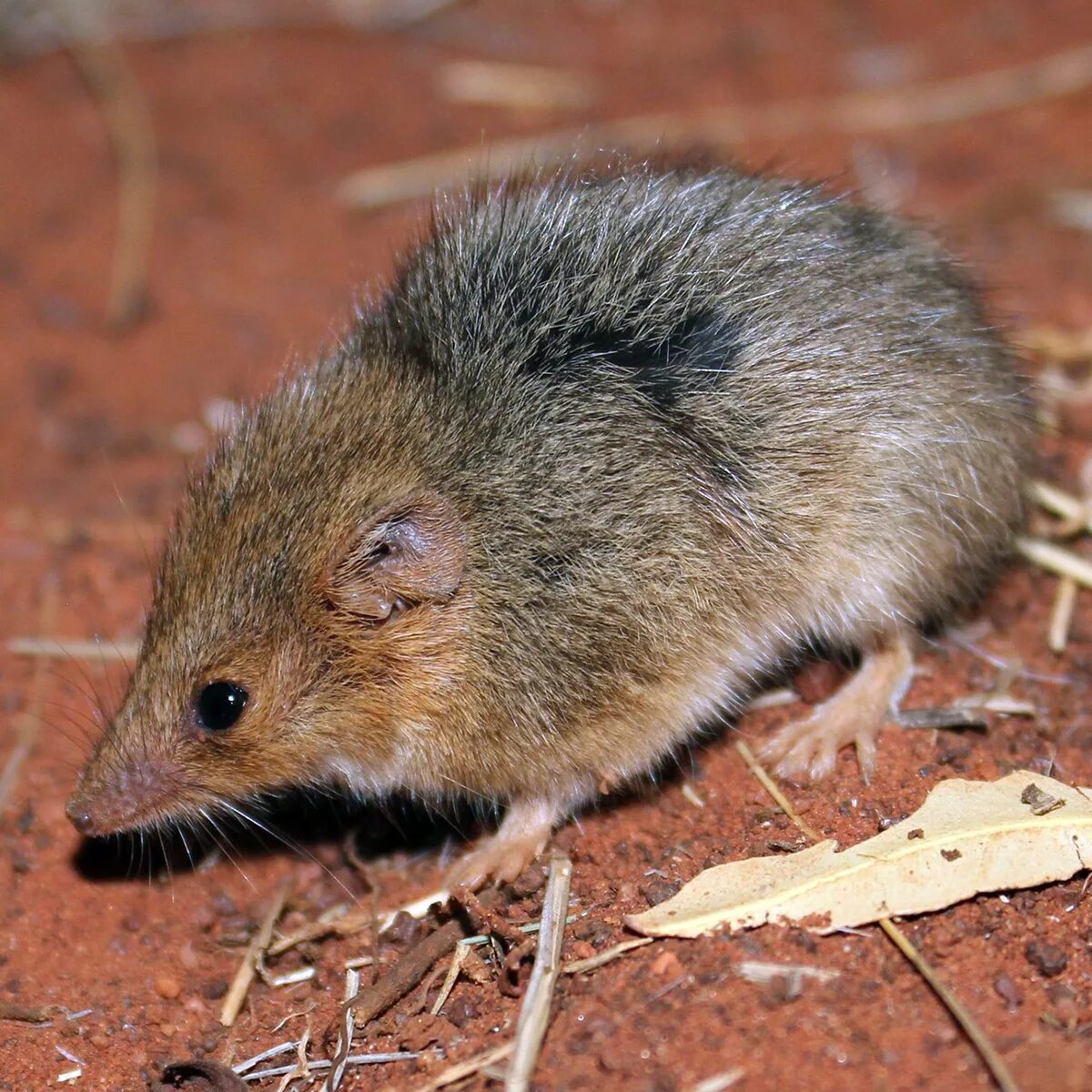 Гребнехвостая мышевидка-мульгара. Сумчатый тушканчик австралии. Сумчатая мышь австралии. Южный нинго. Сумчатый тушканчик.