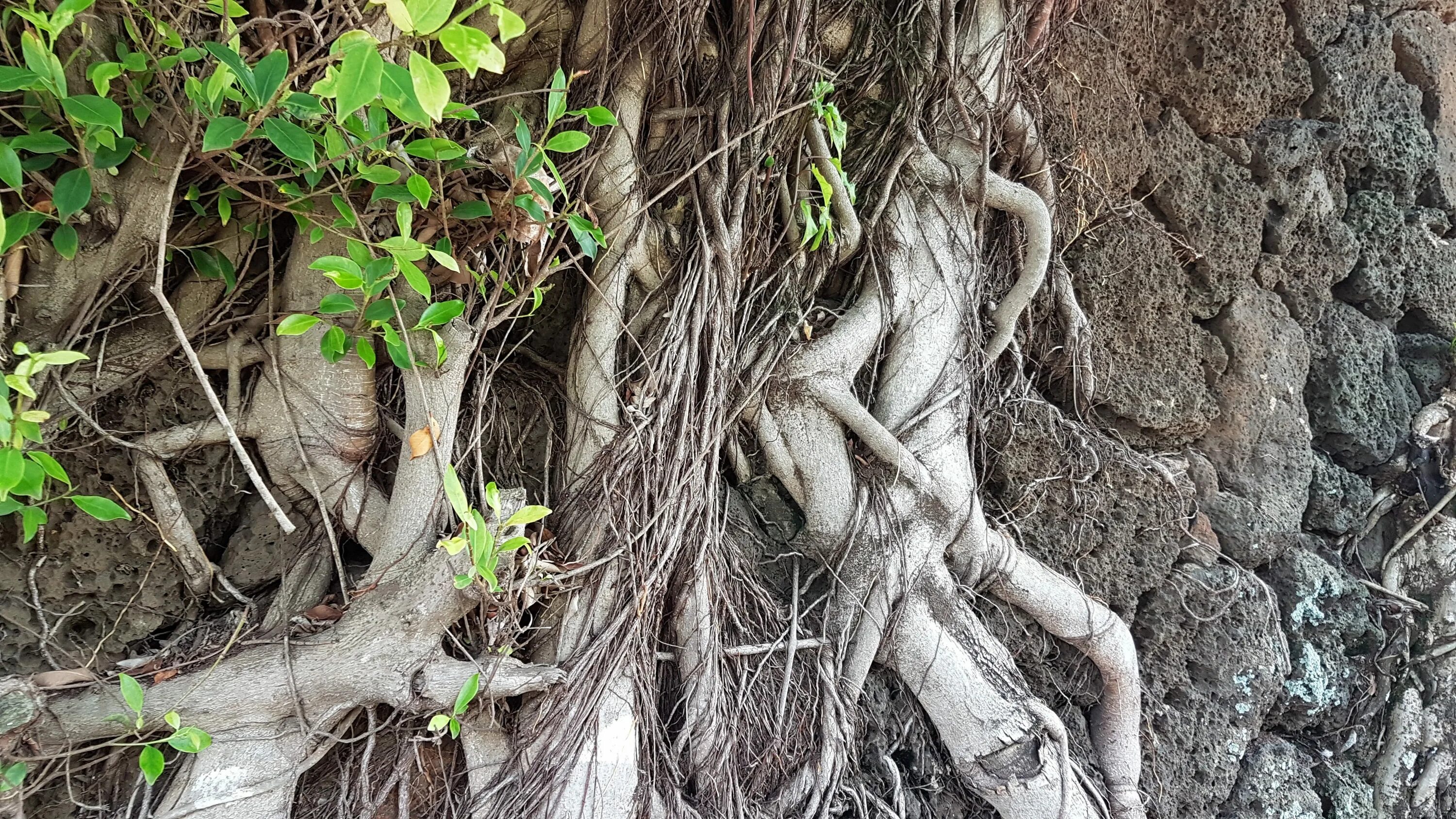 Tree trunk перевод