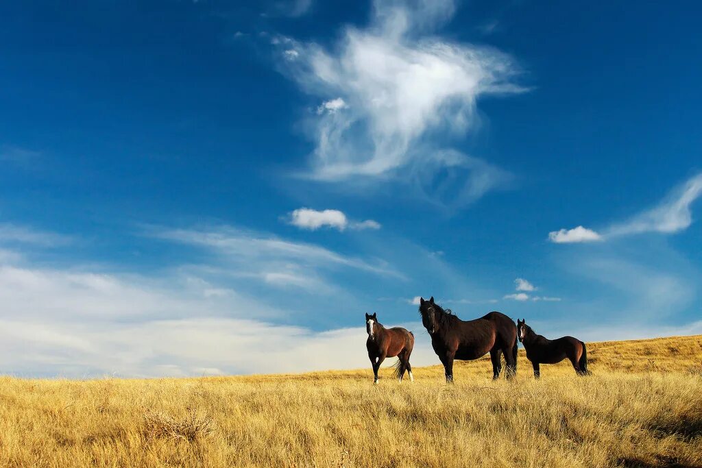 Верховое поле. Бурятия табун лошадей степи. Табуны лошадей в степях Казахстана. Лошадь в поле. Лошади в степи.