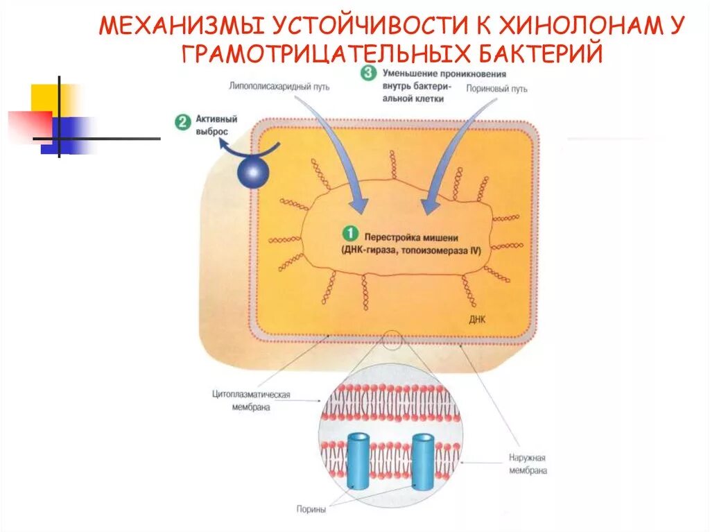 Методы резистентности. Механизмы устойчивости бактерий к антибиотикам. Механизмы резистентности микроорганизмов. Механизмы резистентности бактерий. Генетические механизмы резистентности бактерий к антибиотикам.