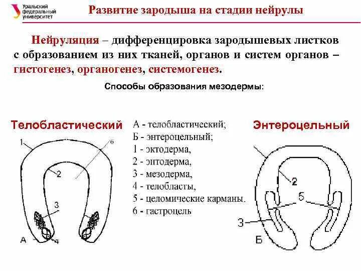 Способы образования мезодермы. Образование мезодермы телобластический и энтероцельный. Способы закладки мезодермы. Телобластический способ образования мезодермы. Имеет гастральную полость