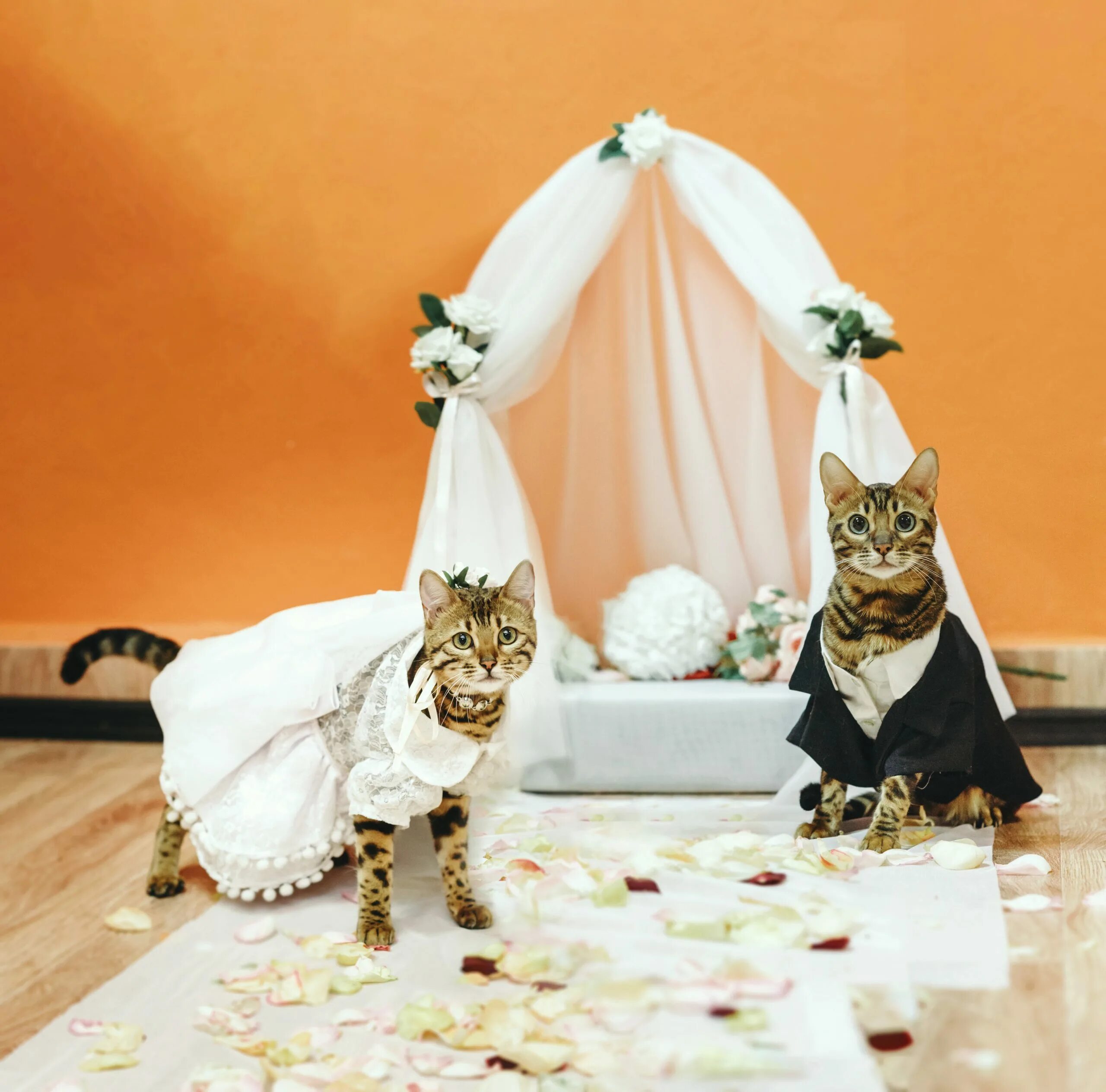 Свадебные коты. Кошки в свадебных нарядах. Катачья свадьба. Кошка в свадебном платье.