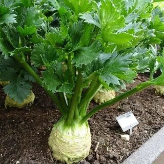 Выращивание корневого сельдерея