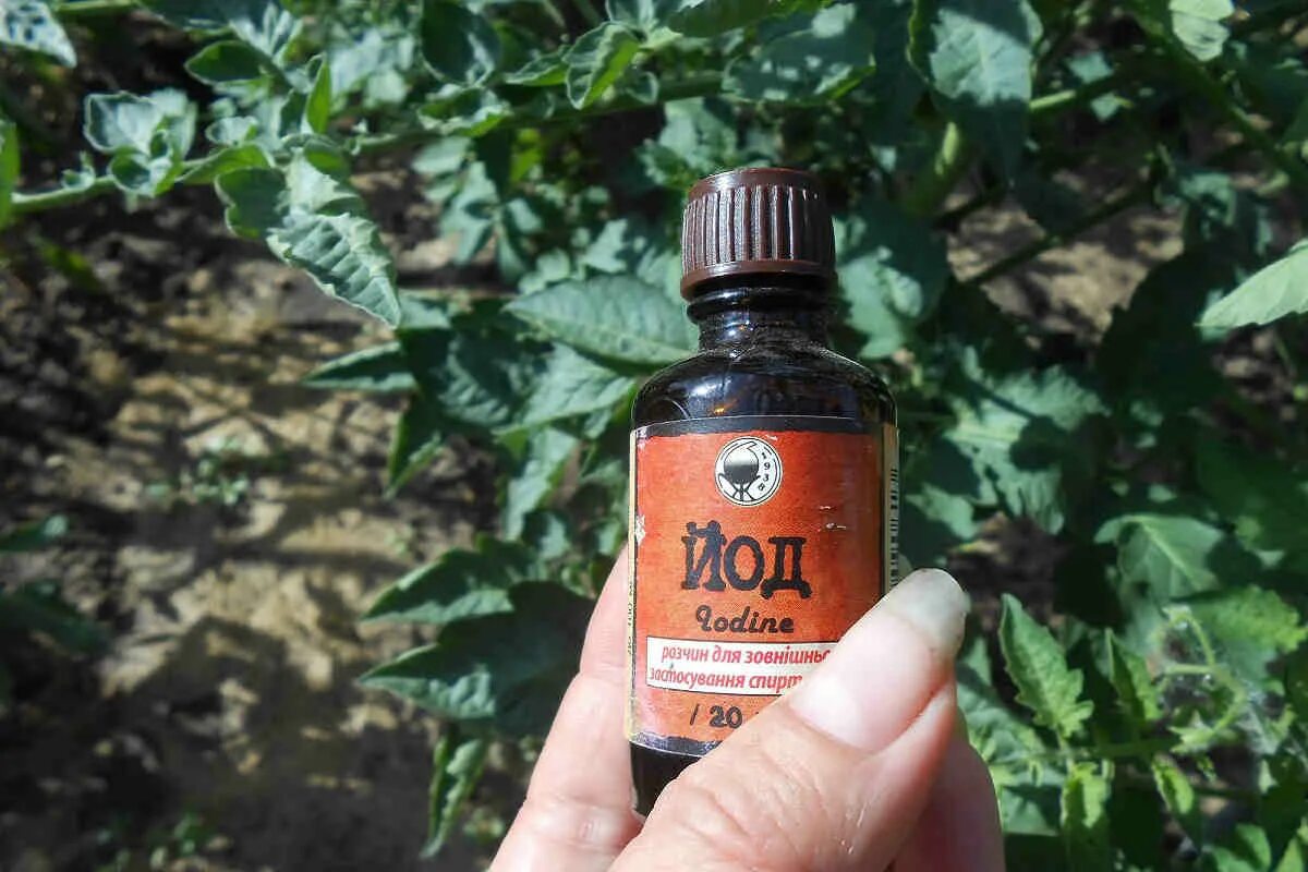Подкармливание рассады томатов йодом. Сколько капель йода на полив помидор. Йод для растений. Рассада томатов подкормка йодом. Йод для томатов.