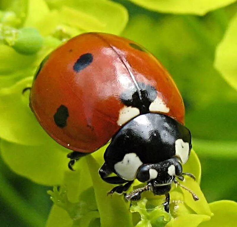 Говорящая коровка. Божья коровка и тля. Мартинс коровка. Божья коровка в природе. Божья коровка фото.