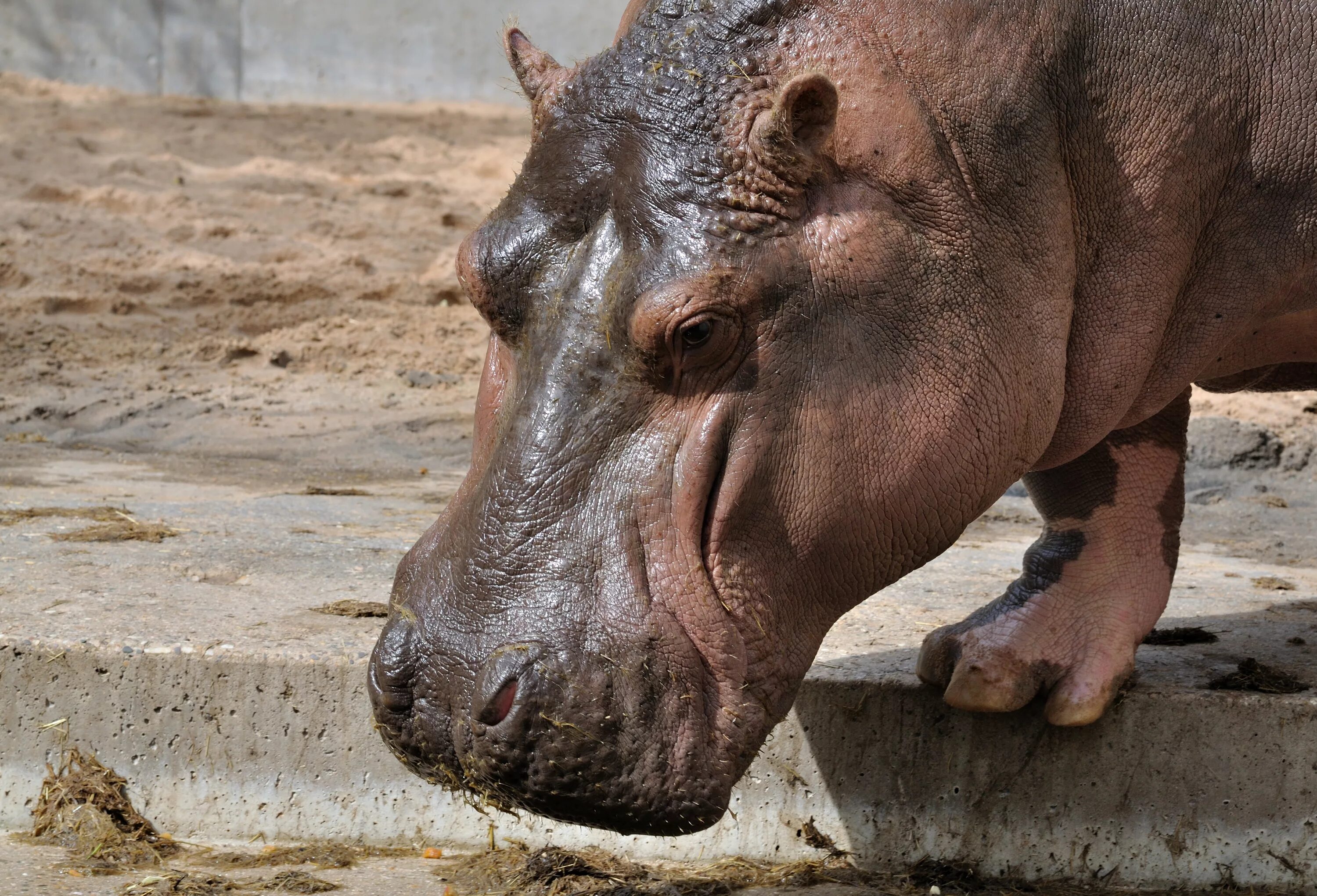 Где находится бегемот. Hippopotamus amphibius. ареал бегемотов. гиппопотам hippopotamus amphibius. обыкновенный бегемот.