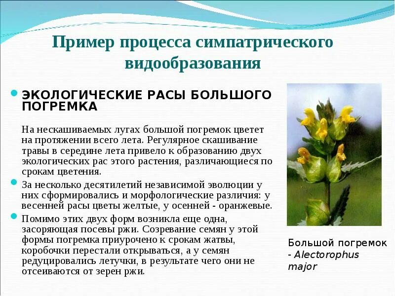 Примером видообразования является. Способы видообразования таблица 11 класс. Видообразование схема географическое и экологическое. Характеристика биологического видообразования кратко. Схема процесса видообразования.