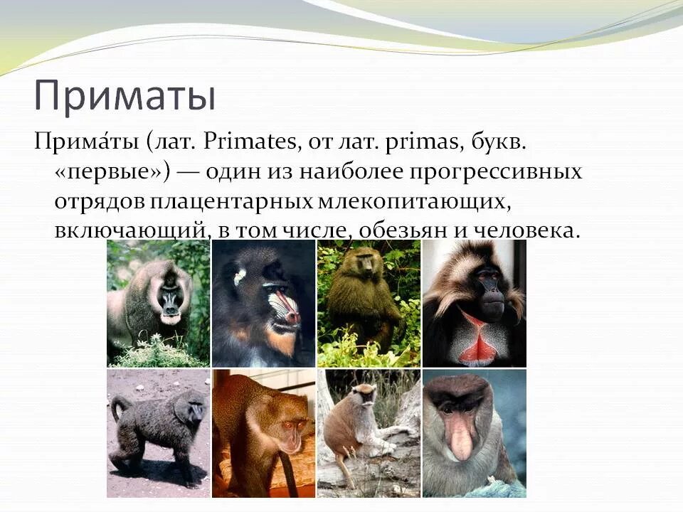 Относится ли человек к отряду приматов. Приматы отряды млекопитающих. Характеристика отряда приматы. Приматы млекопитающие представители. Презентация на тему отряд приматы.