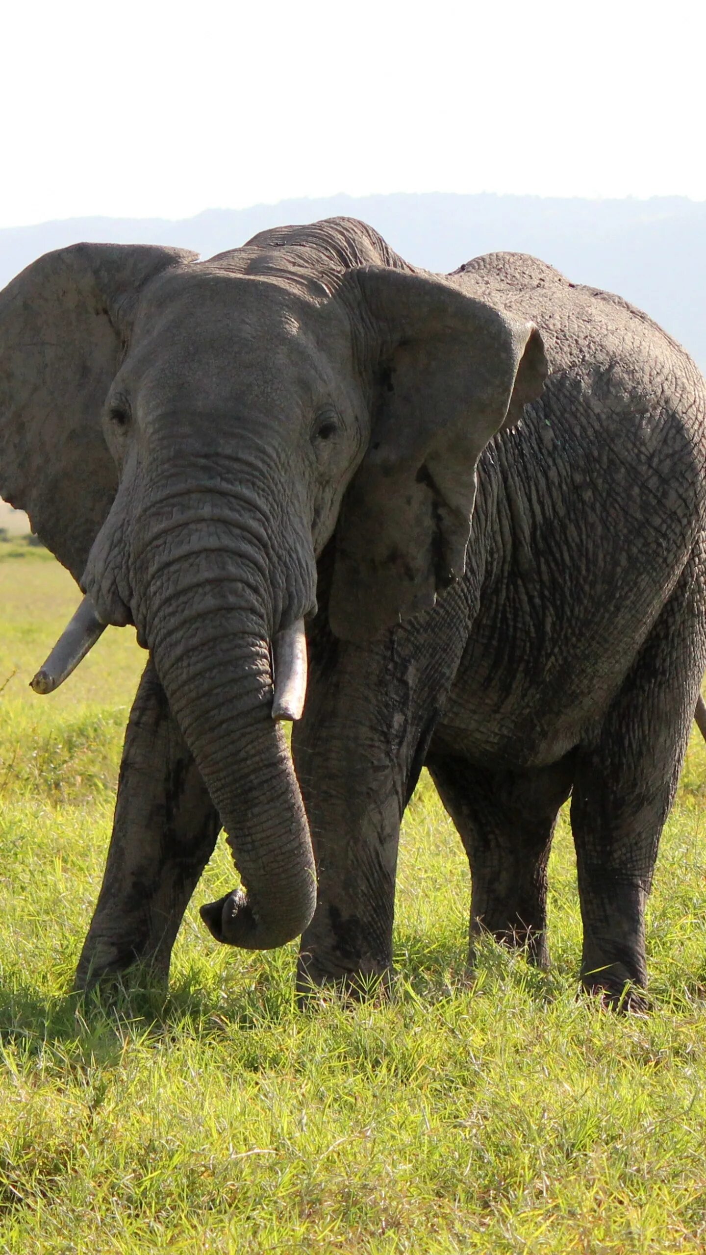 Слоник жив. Американский слон. Африканский слон. Слон в Африке. Американские слоны.
