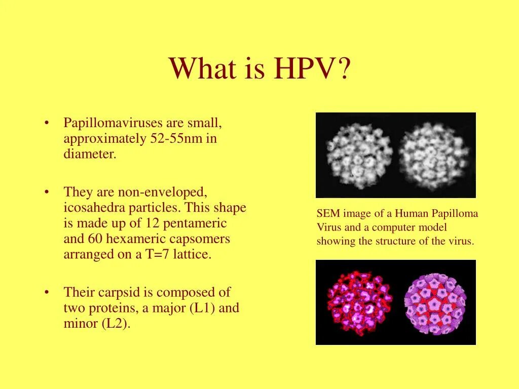 Papilloma virus. Семейство Papillomaviridae.