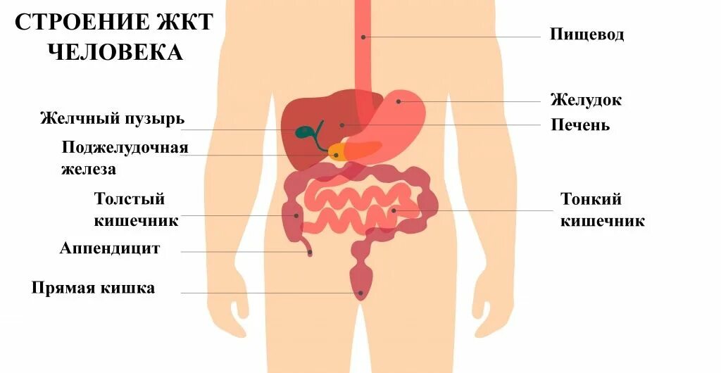 Опоясывающая боль в животе у мужчин. Строение ЖКТ человека. Строение ЖКТ человека болезнь крона. Болит пищевод в грудной. Опоясывающая боль под грудью.