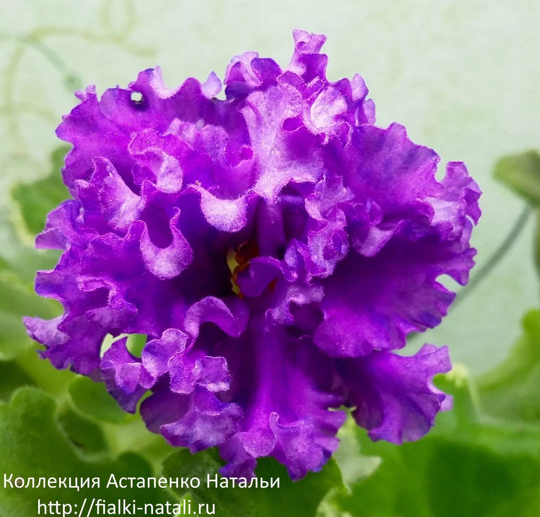 Фиалка пудель. Ват пудель. Фиалка пудель спорт. Фиалка ват пудель. Ват пудель.