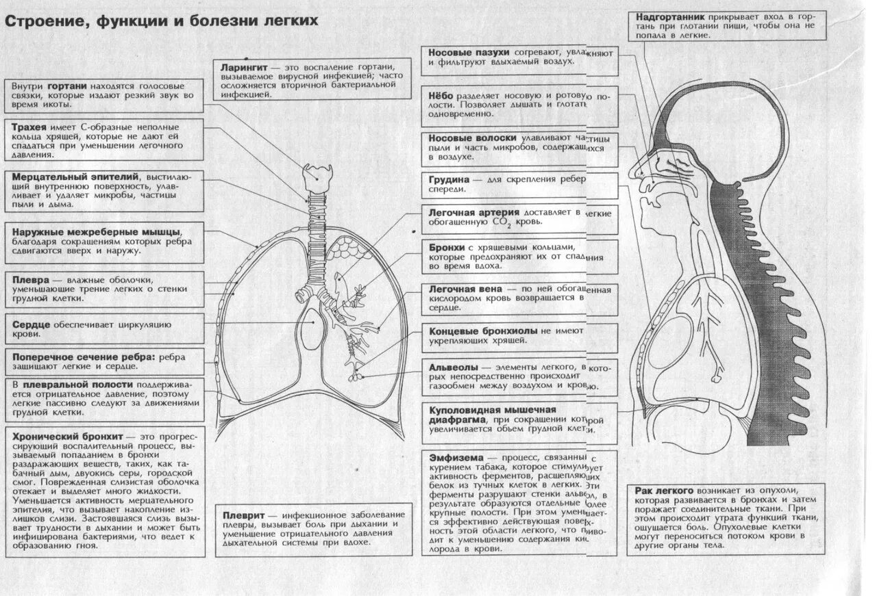 Биология человека егэ. Лёгкие анатомия строение и функции. Функции легких анатомия. Строенип и функции лёгких. Строение и функции ленкие.