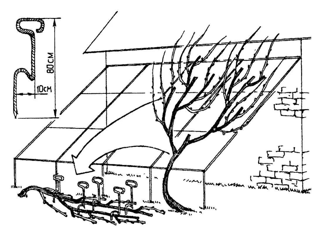 Выращивание винограда в средней. Как посадить виноград схема. Схема посадки виноградника. Схема посадки винограда на шпалерах. Схема посадки лозы винограда.