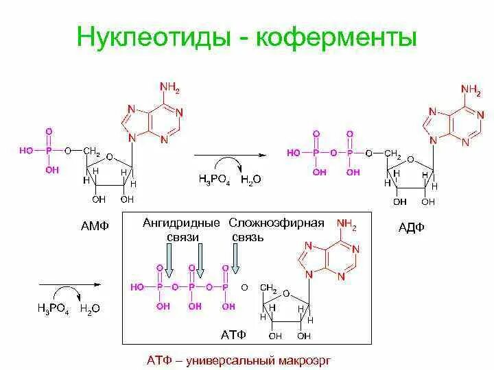 Макроэрги. Нуклеотидные коферменты и переносчики соединений. Нуклеотиды в роли коферментов.. Ангидридная связь в АТФ.