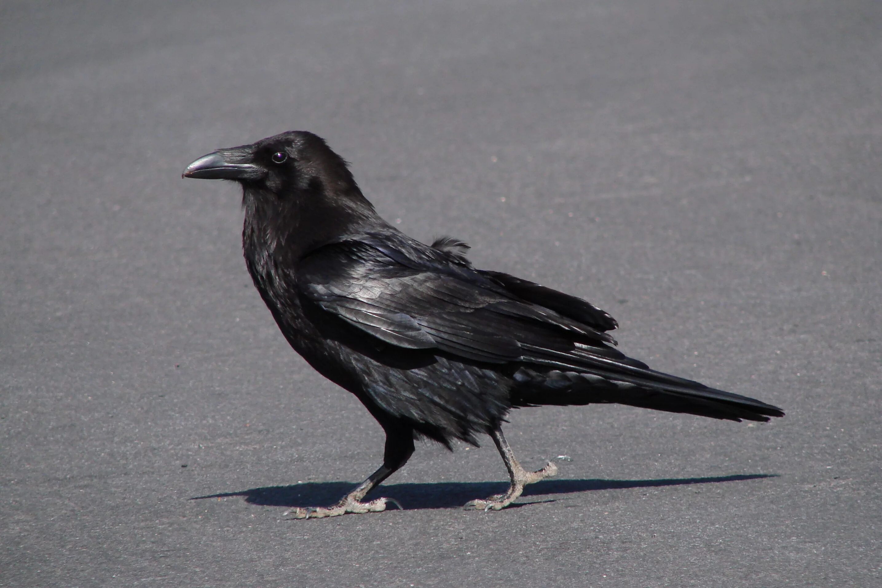 Ворона каркает кар кар. Серая ворона. Corvus corax bird. Оелана вороны. Городские вороны.
