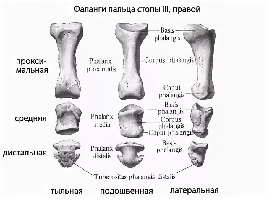 Фаланги стопы. Анатомия дистальная фаланга 1 пальца стопы. Проксимальная фаланга пальца стопы анатомия. Анатомия проксимальной фаланги стопы. Основная фаланга 5 пальца стопы.