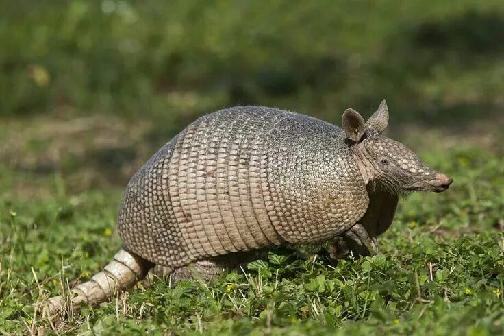 A southern three-banded armadillo (Tolypeutes matacus) Safari baby animals, Arma
