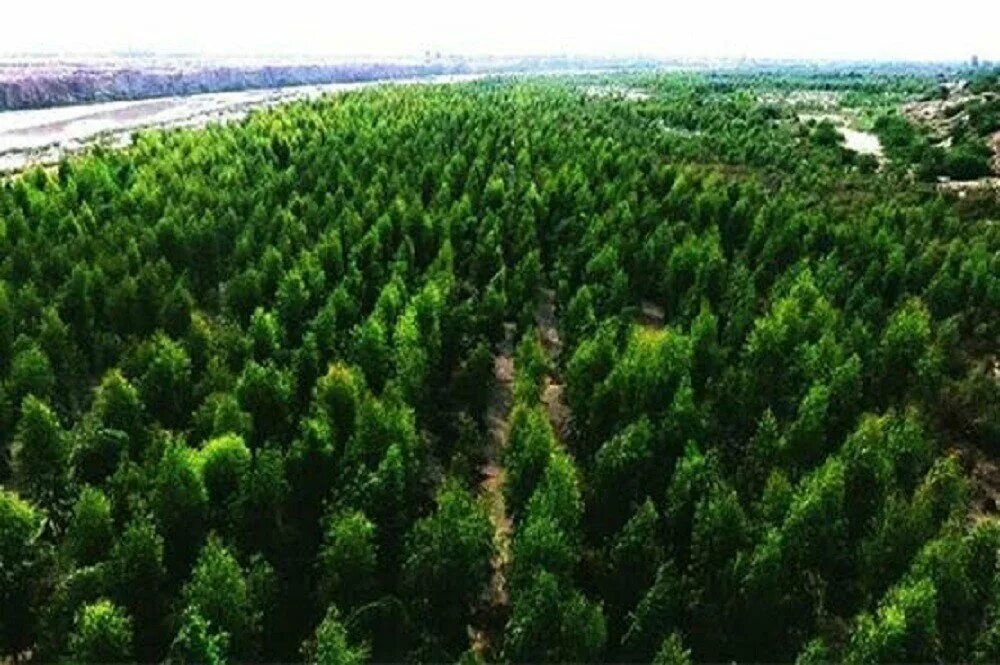 Страны без лесов. Миллиард деревьев. 400 Млрд деревьев. Три триллиона деревьев. Миллиардное дерево.