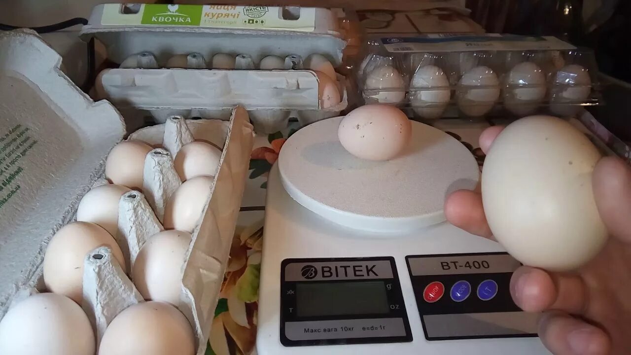 Вес кур яйца. Адлерская серебристая порода кур яйца. Яйца Адлерской серебристой курицы. Адлерский куры яйцо. Взвешивание яиц.