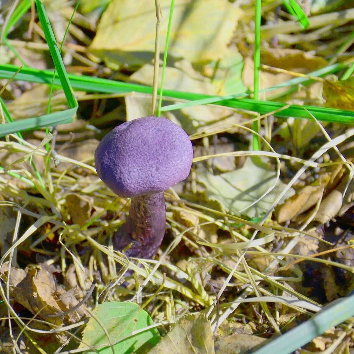 Почему появляются грибы. Лаковица Аметистовая / Amethyst Deceiver. Паутинник лиловый. Паутинник фиолетовый. Грибы в Подмосковье паутинник.