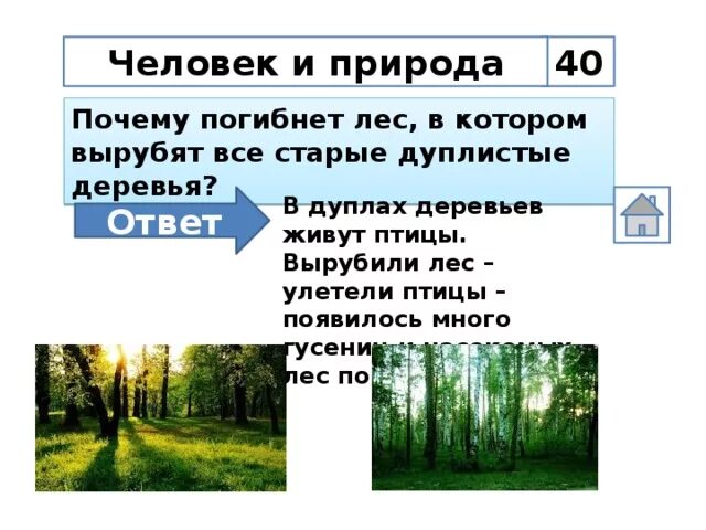 Почему гиб. Причины вырубки старых деревьев в лесу. Почему погибает лес.