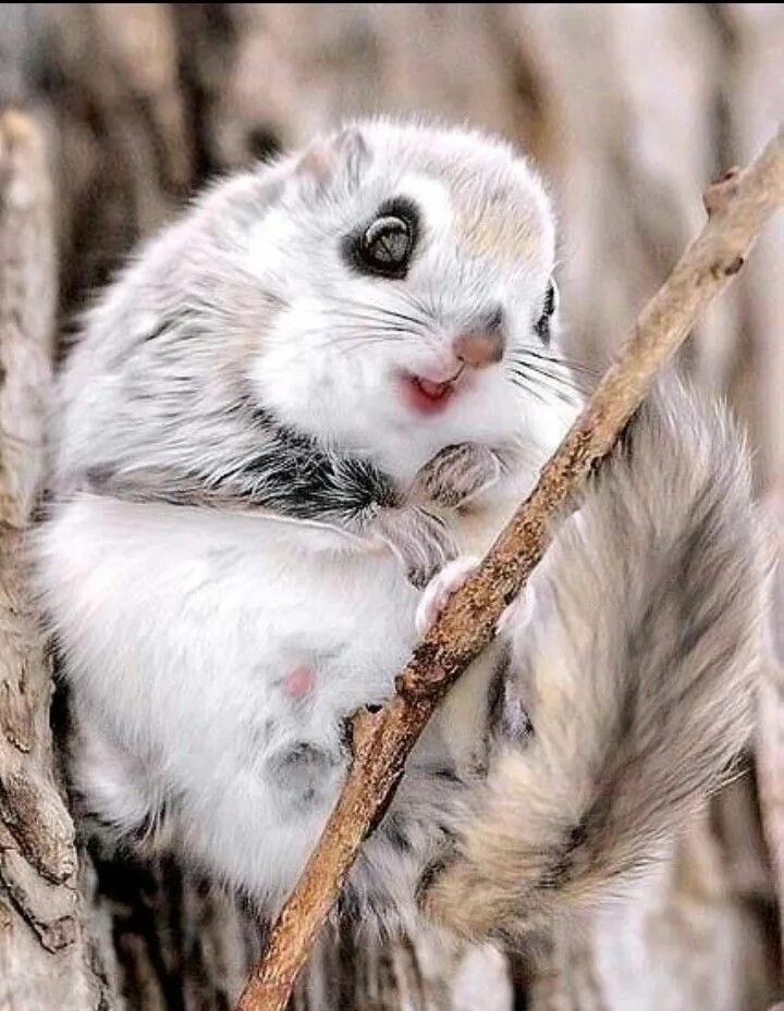 Как выглядят самые милые животные Pin on Art Dolls and Dragons Cute baby animals, Cute little animals, Cute animal