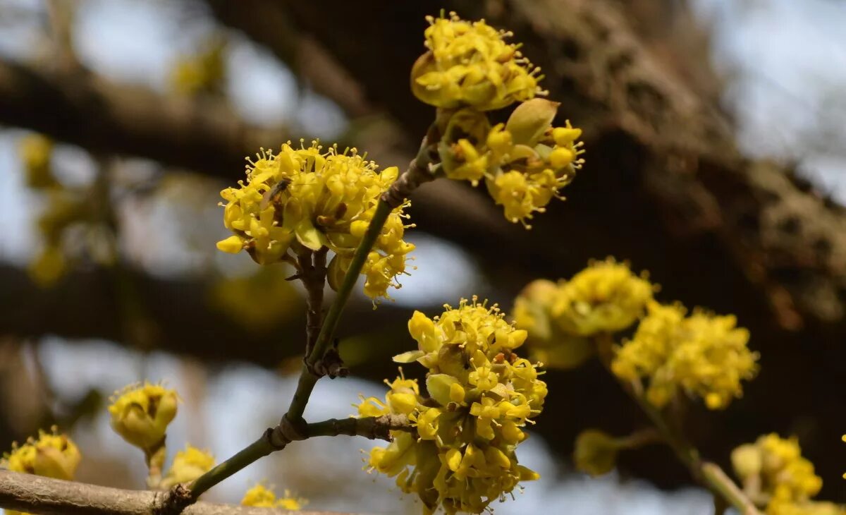 кизил увк цветет. кизил цветение. кизил обыкновенный цветет. кизил цветет. кизил dogwood.
