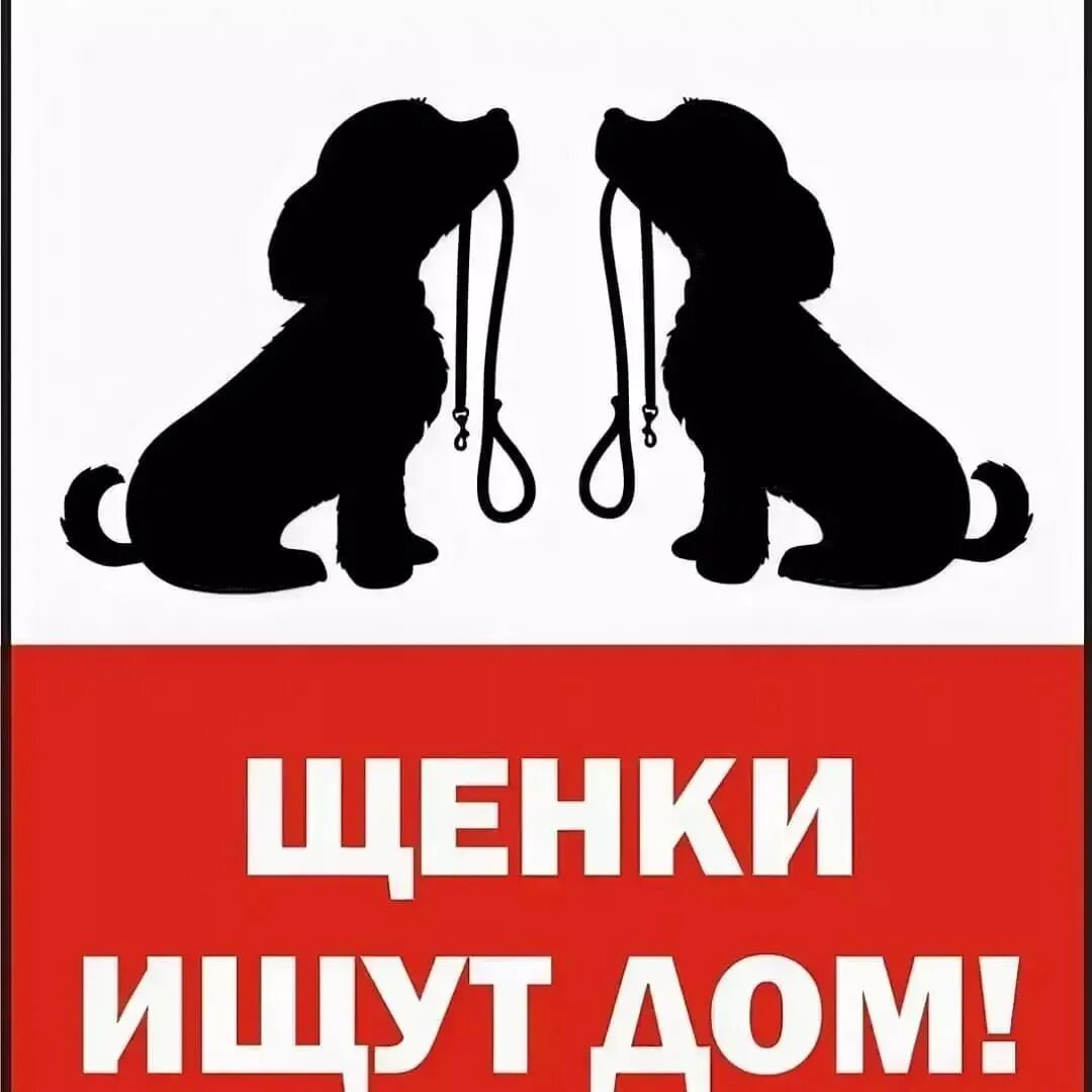 Помощь бездомным животным хочу домой