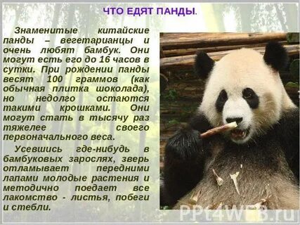 Сделай доклад про
