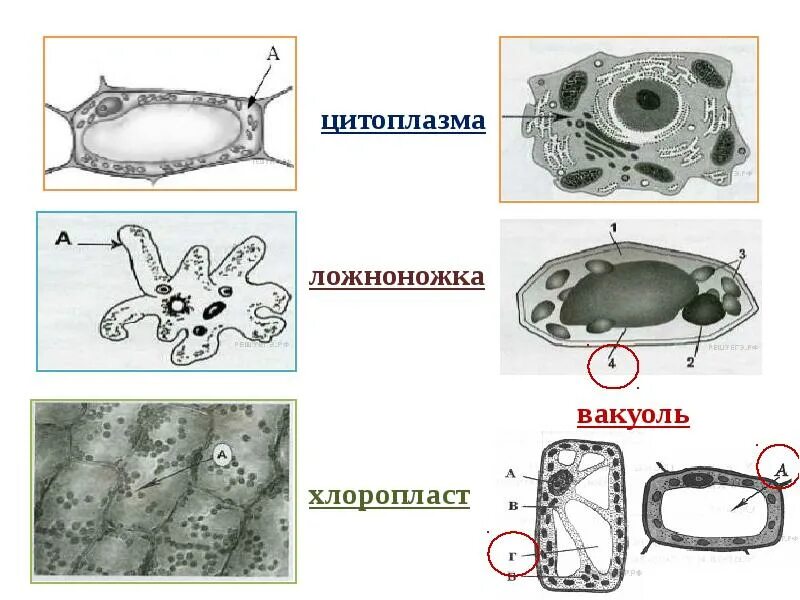 Движение цитоплазмы в растительной клетке. Строение клетки ВПР. Строение клетки 5 класс биология ВПР. Вакуоль и хлоропласт.